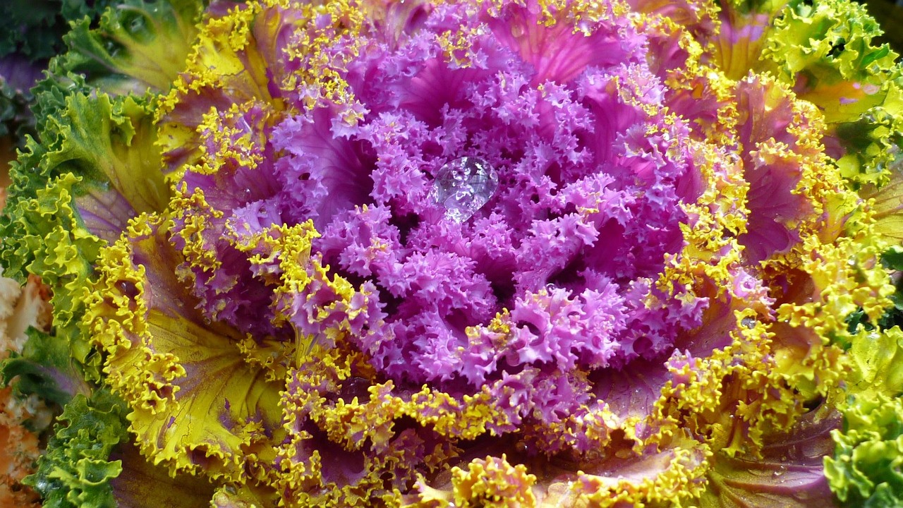 Indigo bloemen kleuren zijde met plantaardige verf. Indigo bloemen kleuren zijde met plantaardige verf.