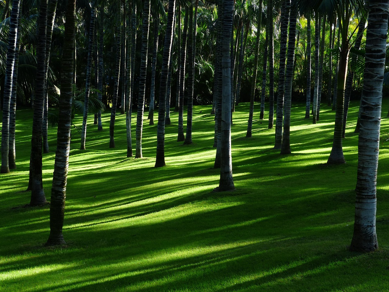 Klimrek bedekt met groene, groeiende planten. Klimrek bedekt met groene, groeiende planten.