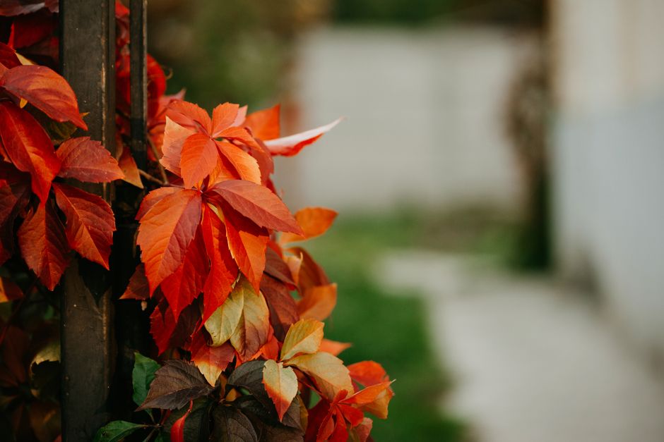 Vrouw bevestigt touw aan plantenklimrek. Vrouw bevestigt touw aan plantenklimrek.