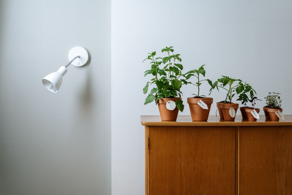 Verse kruidenplanten groeien onder slimme LED-verlichting.