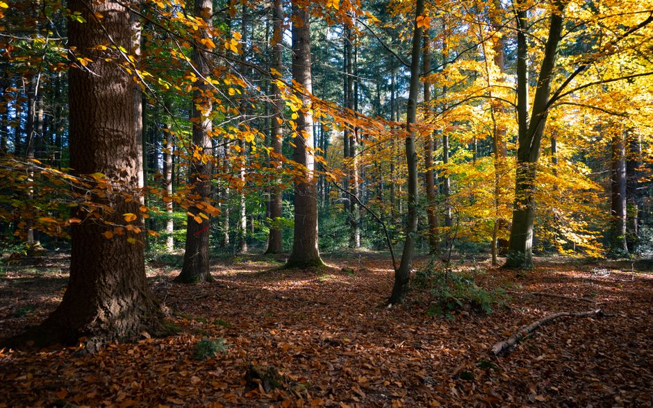 Zonsondergang over veld met herfstkleuren fotobehang. Zonsondergang over veld met herfstkleuren fotobehang.
